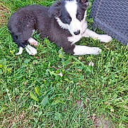 Baya participe au concours pour gagner de l'argent avec cette photo : animal, background, black_and_white, curious, cute, daylight, dog, footwear, grass, greenery, laying_down, nature, outdoor, pet, puppy, relaxing, slippers, small_dog, woven_chair, young_dog