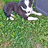 animal, background, black_and_white, curious, cute, daylight, dog, footwear, grass, greenery, laying_down, nature, outdoor, pet, puppy, relaxing, slippers, small_dog, woven_chair, young_dog