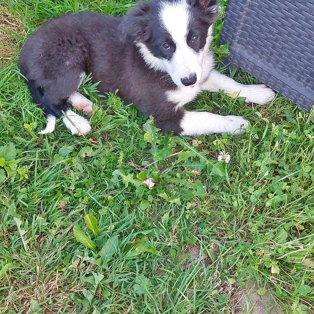 Baya