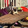 pug, dog, pet, animal, outdoor, backyard, playground, playset, picnic_table, wood, sitting, portrait, sunlight, summer, short_muzzle, wrinkles, black_face, fawn_coat, garden, funny