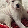 Rocco is registered to the contest to win money with this photo: puppy, dog, white_dog, pet, cute, lying_down, blanket, red_blanket, cozy, indoor, animal, fur, ears, face, nose, paw, resting, young_dog, domestic_animal, comfort