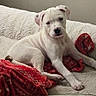 puppy, dog, white_dog, blanket, red_blanket, cozy, indoor, pet, cute, animal, fur, resting, lying_down, young_dog, curious, head_tilt, soft_texture, comfort, relaxing, home