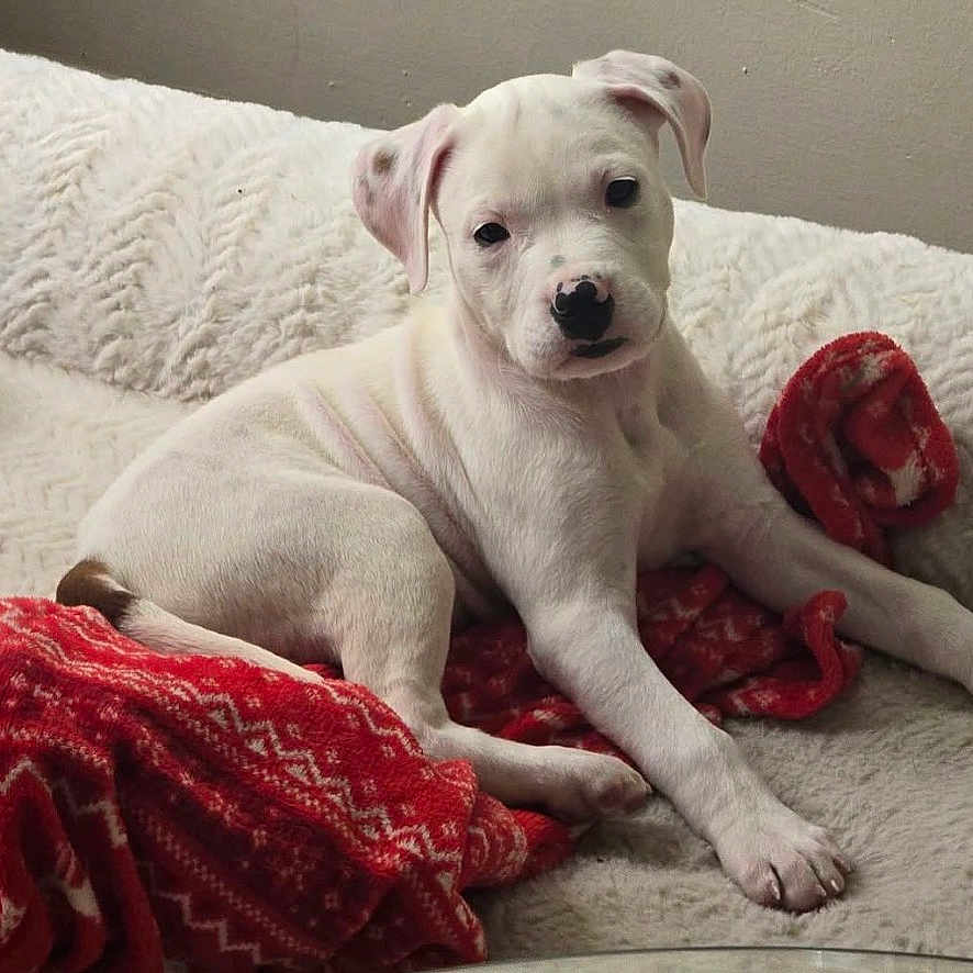 Rocco joined the competition — help win amazing prizes! puppy, dog, white_dog, blanket, red_blanket, cozy, indoor, pet, cute, animal, fur, resting, lying_down, young_dog, curious, head_tilt, soft_texture, comfort, relaxing, home
