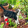 cat, collar, curious, feline, flowers, fur, garden, gold_chain, green_leaves, landscape, looking_up, mulch, outdoors, pet, plants, red_flower, tabby_cat, terracotta_pot, white_paws, yard
