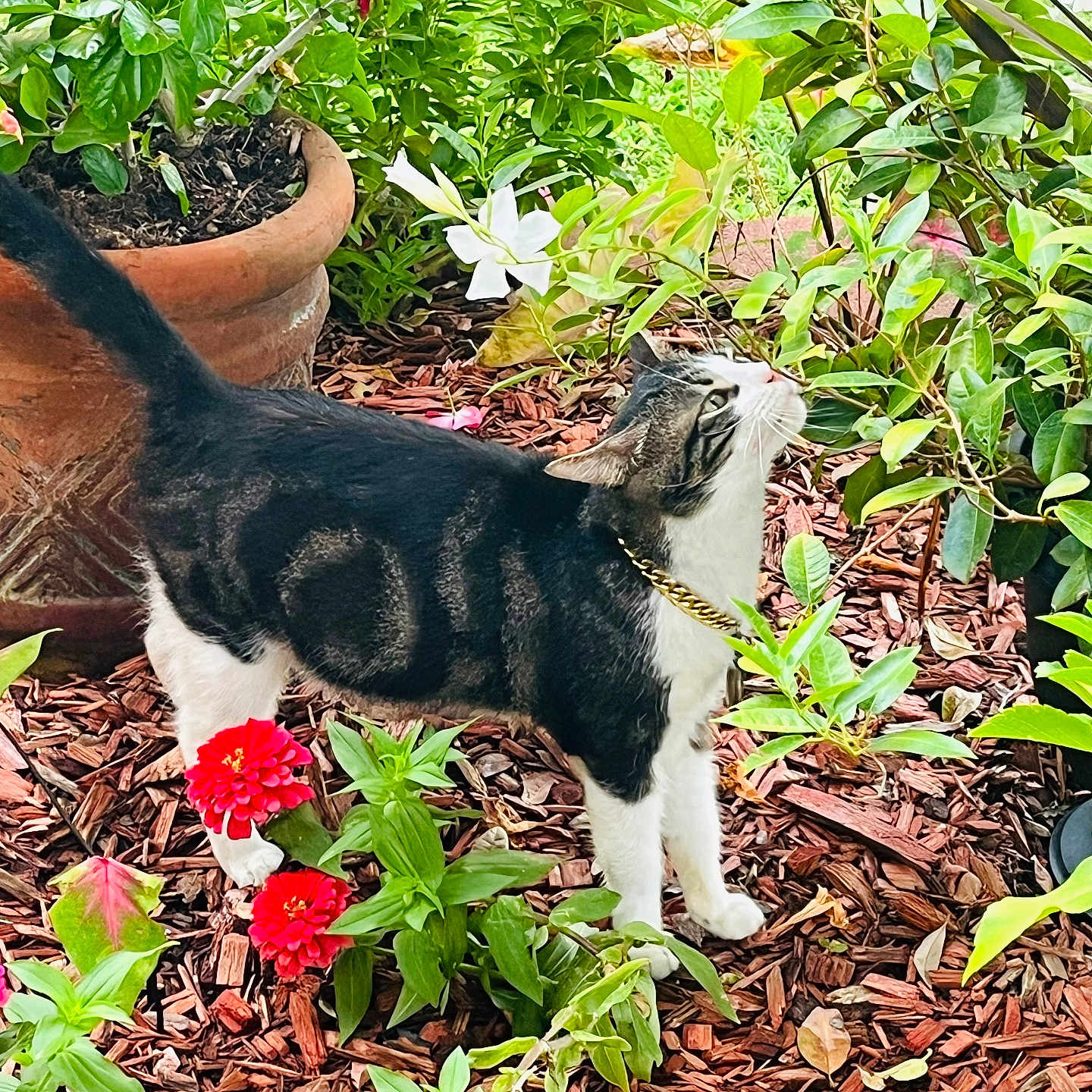 Oh Big Head joined the competition — help win amazing prizes! cat, collar, curious, feline, flowers, fur, garden, gold_chain, green_leaves, landscape, looking_up, mulch, outdoors, pet, plants, red_flower, tabby_cat, terracotta_pot, white_paws, yard