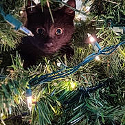 Tobias joined the competition — help win amazing prizes! animal, black_cat, cat, christmas_lights, christmas_tree, close_up, curious, cute, decorations, festive, greenery, holiday, indoors, night_lights, pet, pine_needles, seasonal, tree_branches, twinkle_lights, wide_eyes