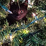 animal, black_cat, cat, christmas_lights, christmas_tree, close_up, curious, cute, decorations, festive, greenery, holiday, indoors, night_lights, pet, pine_needles, seasonal, tree_branches, twinkle_lights, wide_eyes