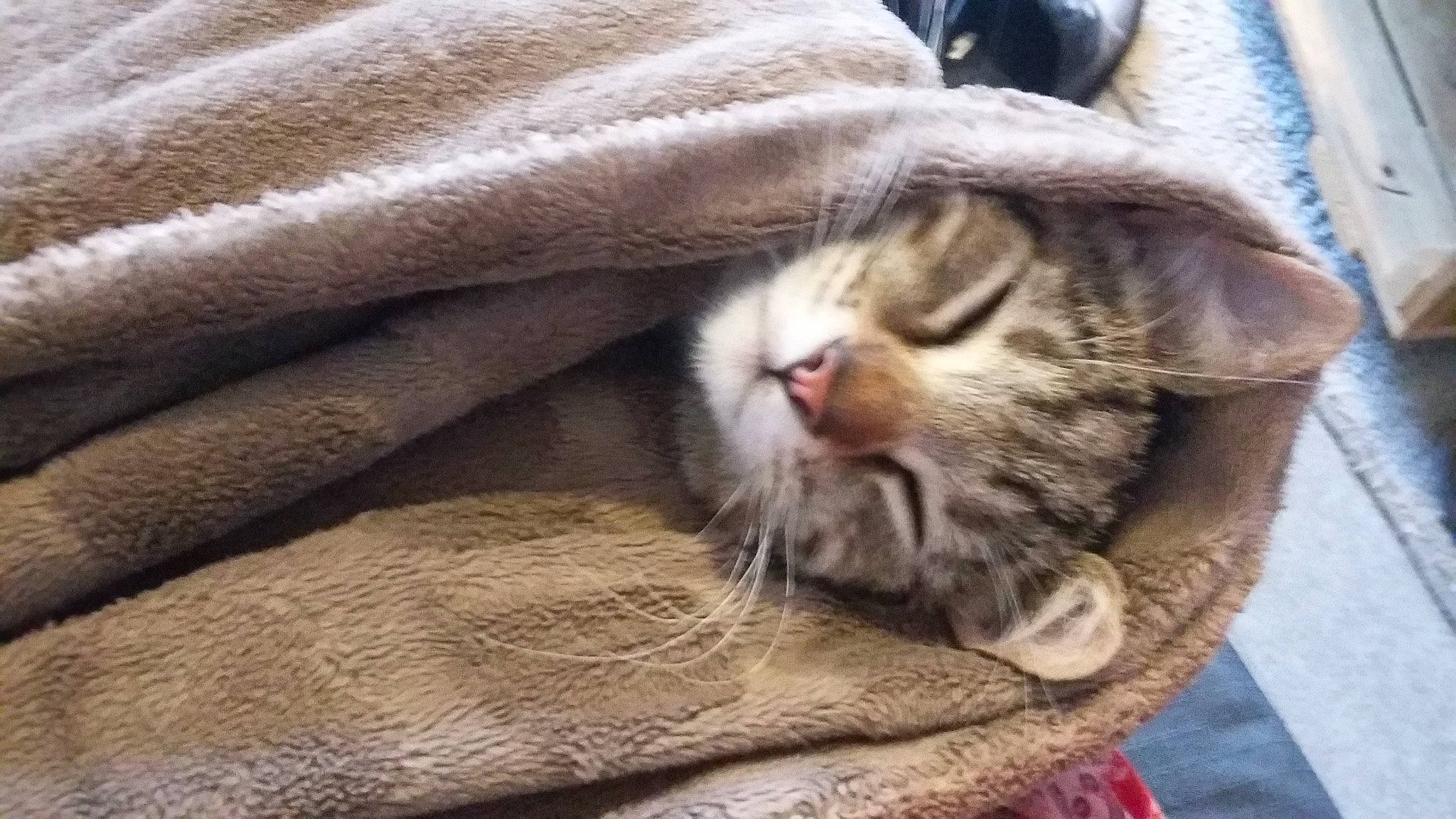 Papillon participe au concours pour gagner de l'argent avec cette photo : aegean_cat, american_shorthair, asian, australian_mist, carnivore, cat, domestic_short_haired_cat, dragon_li, european_shorthair, fawn, felidae, fur, kitten, nap, pixie_bob, small_to_medium_sized_cats, snout, tabby_cat, whiskers