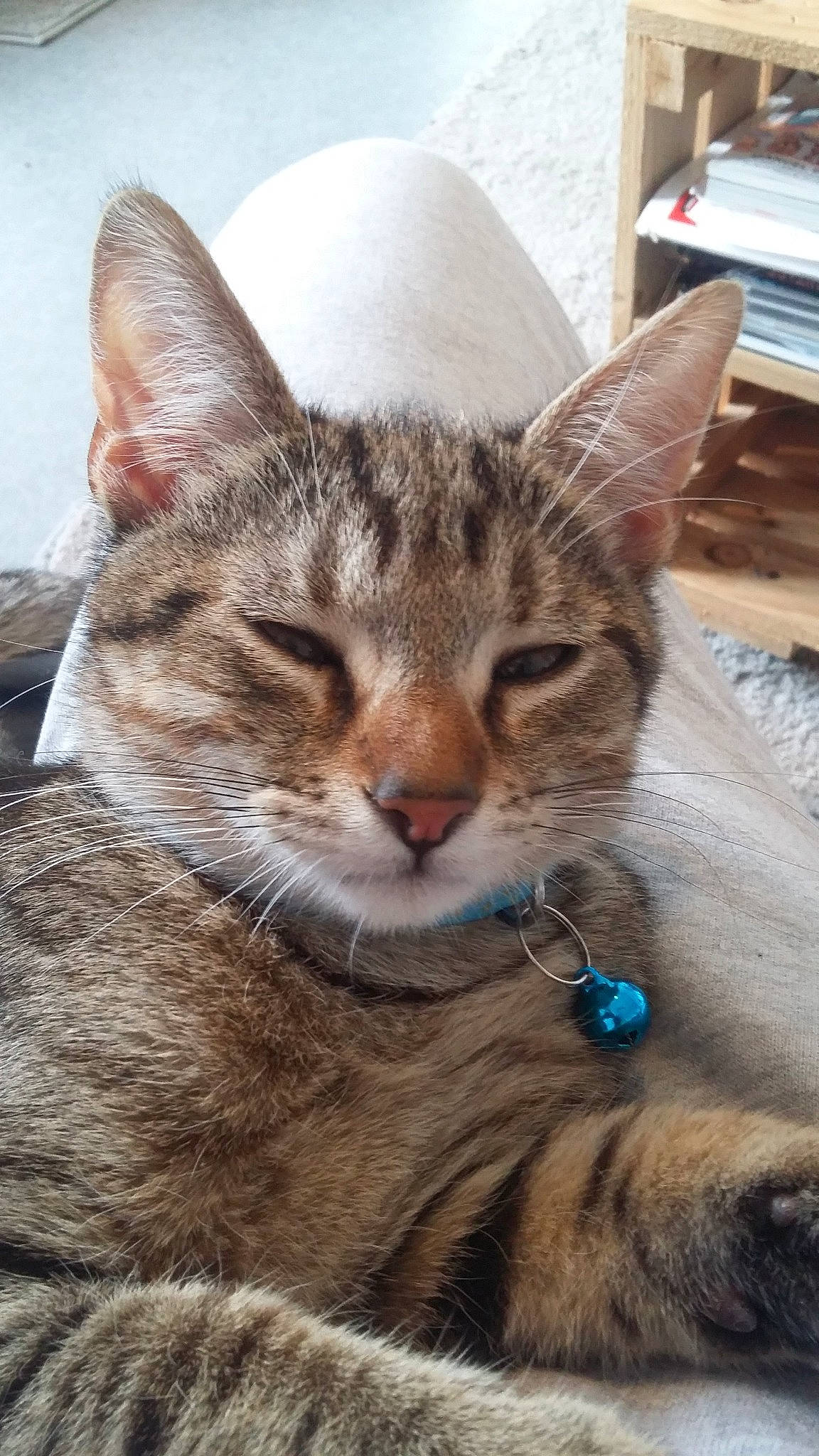 Papillon a rejoint le concours — aidez-le/la à gagner de superbes lots ! aegean_cat, american_shorthair, arabian_mau, asian, australian_mist, california_spangled, carnivore, cat, domestic_short_haired_cat, dragon_li, egyptian_mau, european_shorthair, felidae, mammal, savannah, small_to_medium_sized_cats, snout, tabby_cat, vertebrate, whiskers