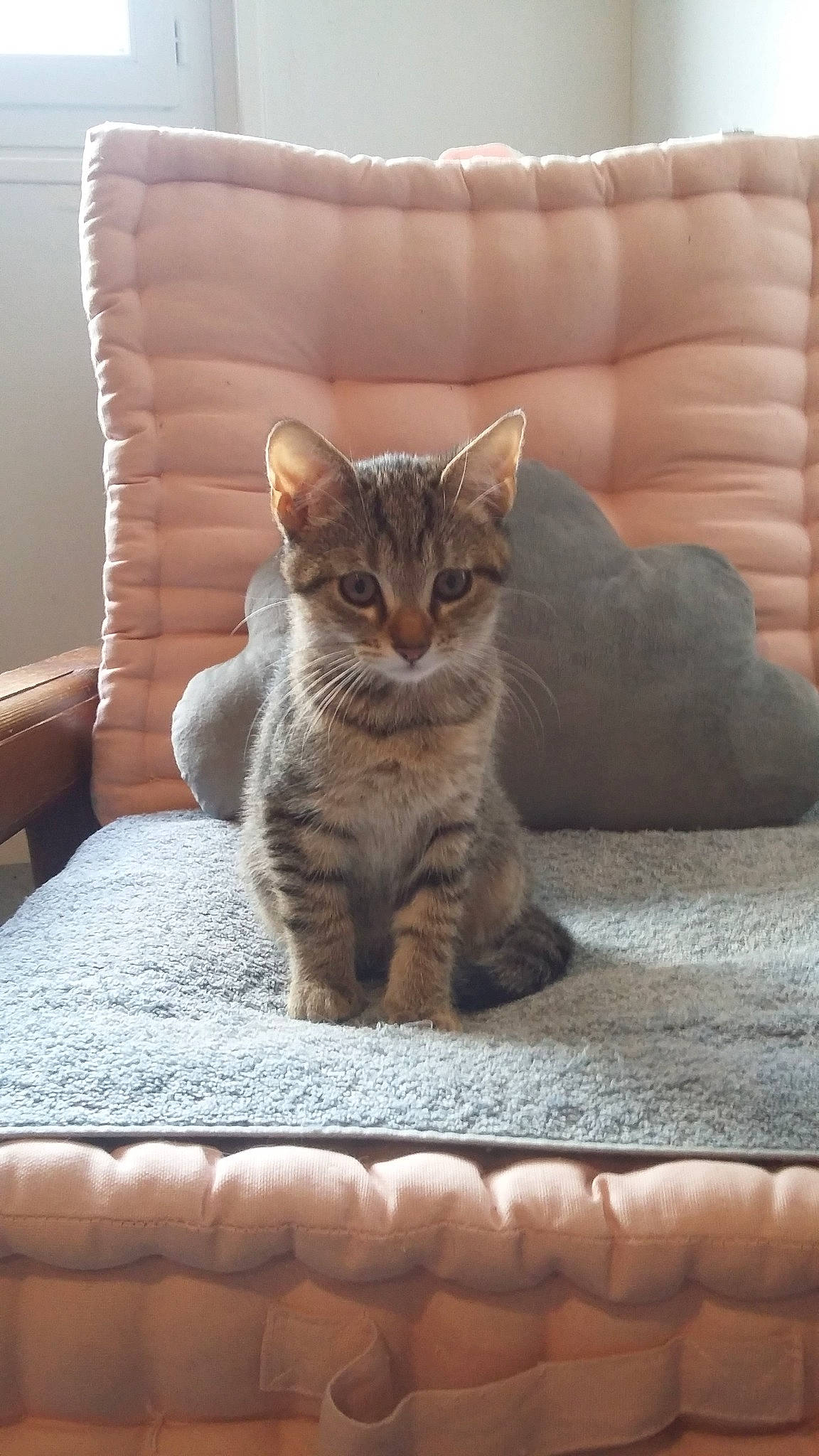 Papillon participe au concours pour gagner de l'argent avec cette photo : american_shorthair, asian, australian_mist, british_shorthair, california_spangled, carnivore, cat, domestic_short_haired_cat, dragon_li, egyptian_mau, european_shorthair, felidae, fur, kitten, mammal, ocicat, pixie_bob, small_to_medium_sized_cats, tabby_cat, whiskers