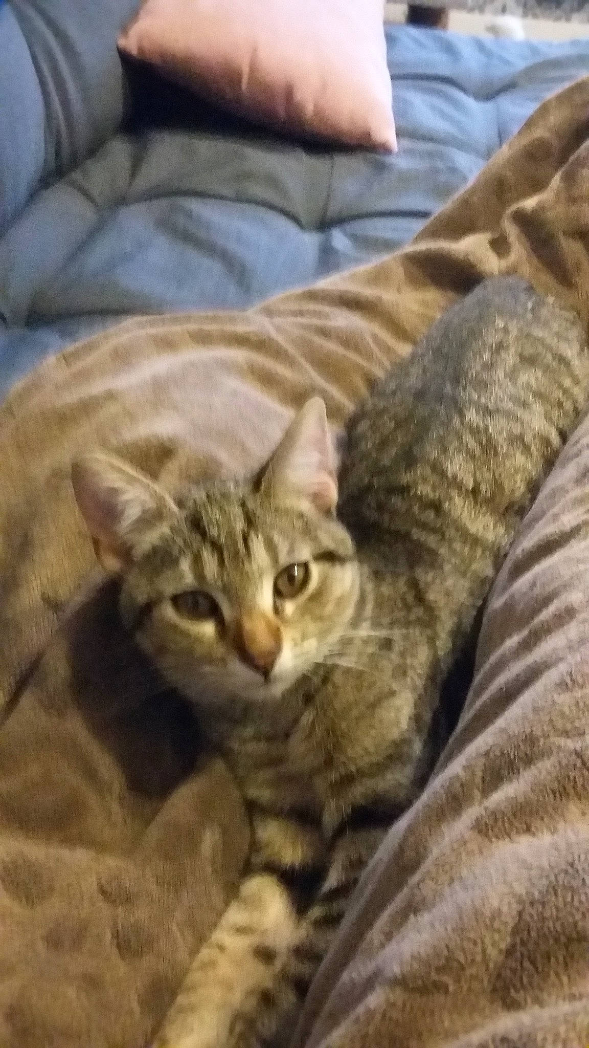 Papillon participe au concours pour gagner de l'argent avec cette photo : american_shorthair, arabian_mau, asian, australian_mist, bengal, california_spangled, carnivore, cat, domestic_short_haired_cat, dragon_li, european_shorthair, felidae, fur, kitten, mammal, pixie_bob, small_to_medium_sized_cats, tabby_cat, vertebrate, whiskers