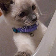 Fancy joined the competition — help win amazing prizes! kitten, cat, paw, collar, pet, animal, indoor, curious, container, translucent, closeup, whiskers, feline, claws, domestic, young, cute, playful, fur, nose