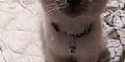 Fancy is registered to the contest to win money with this photo: cat, kitten, siamese, pet, indoor, bed, blanket, collar, bell, fur, whiskers, ears, face, cute, curious, animal, mammal, domestic, fur_pattern, soft
