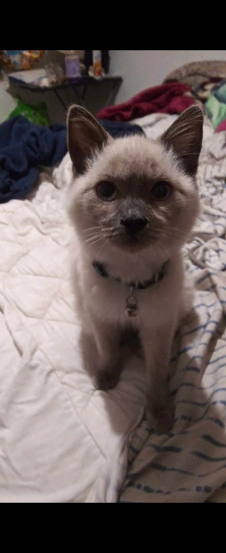 Fancy is registered to the contest to win money with this photo: cat, kitten, siamese, pet, indoor, bed, blanket, collar, bell, fur, whiskers, ears, face, cute, curious, animal, mammal, domestic, fur_pattern, soft