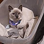 Fancy joined the competition — help win amazing prizes! cat, siamese_cat, kitten, pet, indoor, plastic_bin, towels, collar, blue_eyes, curious, furniture, wooden_drawer, fabric, cozy, domestic_animal, animal, container, soft_texture, resting, cute