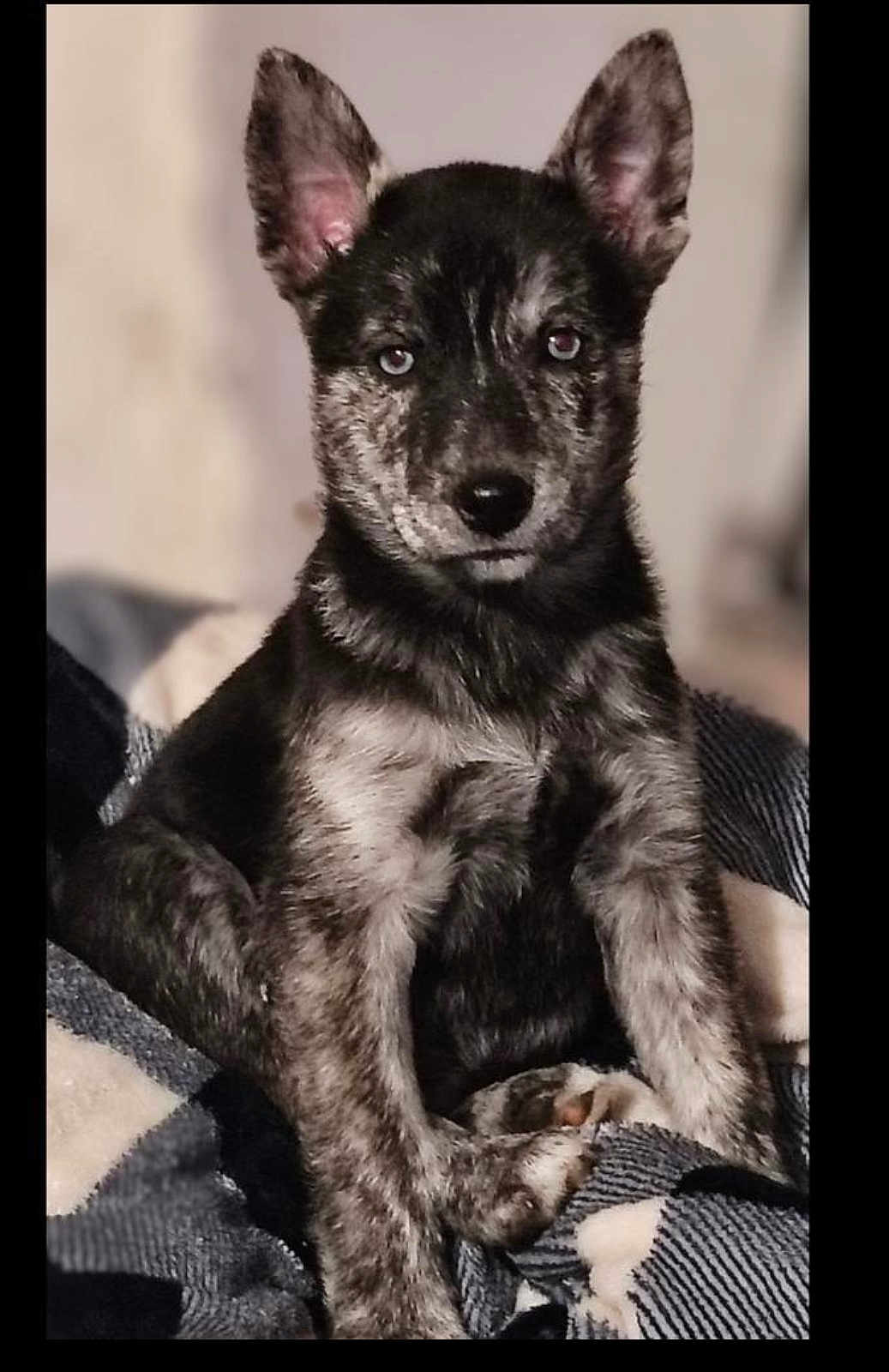 Sara is registered to the contest to win money with this photo: puppy, dog, pet, sitting, blanket, indoor, fur, ears, eyes, black, white, gray, cute, animal, portrait, young, companion, cozy, furry, looking