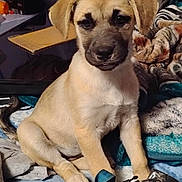 Chrissy is registered to the contest to win money with this photo: puppy, dog, animal, pet, sitting, blanket, indoor, fur, cute, face, ears, paw, tail, domestic_animal, young, cozy, comfort, looking, resting, household