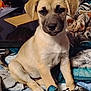 puppy, dog, animal, pet, sitting, blanket, indoor, fur, cute, face, ears, paw, tail, domestic_animal, young, cozy, comfort, looking, resting, household