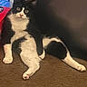cat, black_and_white, tuxedo_cat, pet, animal, sitting, lounging, stretching, long_legs, paws, whiskers, ears, eyes, indoor, carpet, floor, furniture, cozy, portrait, funny