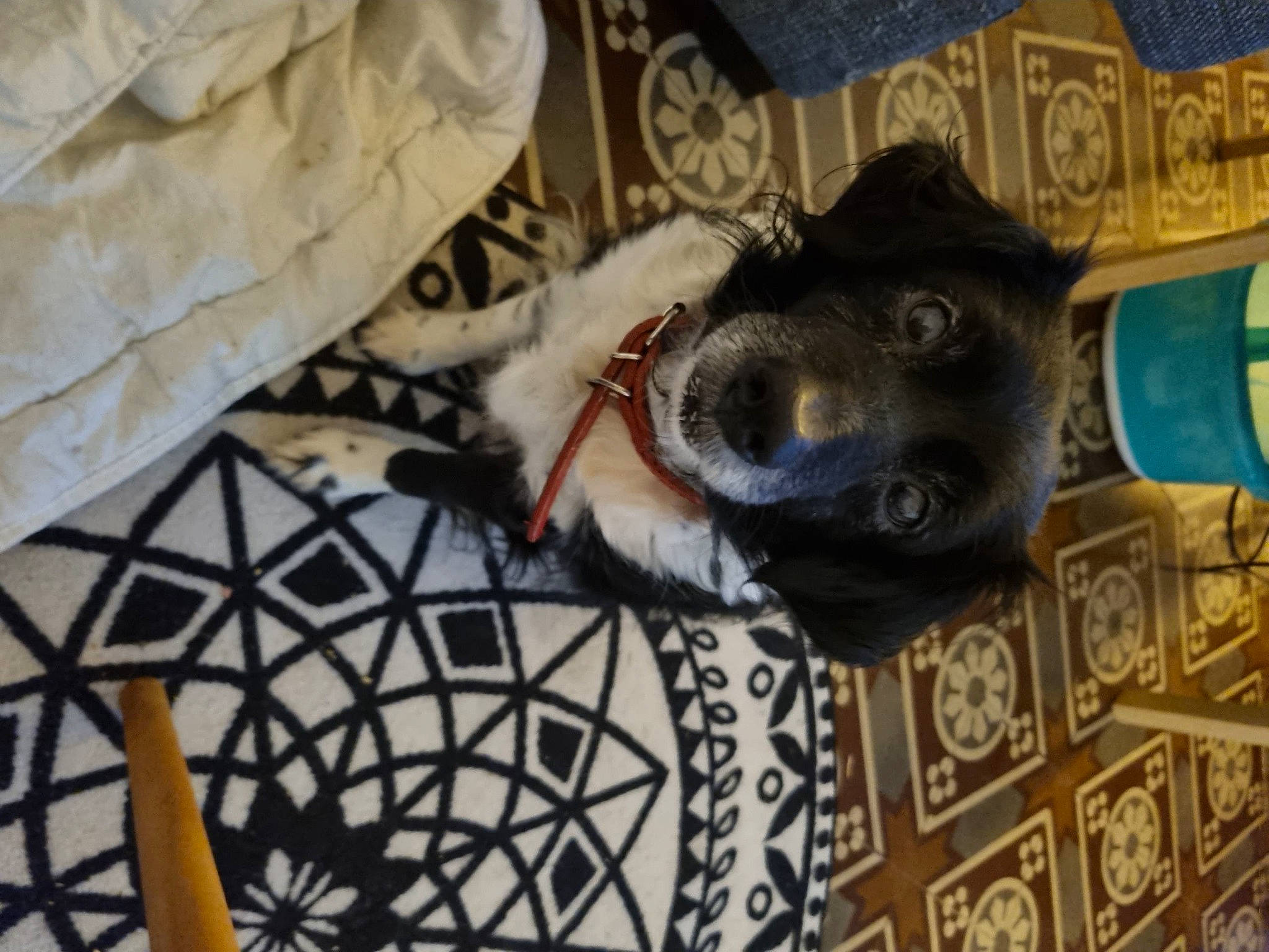 Souki a rejoint le concours — aidez-le/la à gagner de superbes lots ! canidae, carnivore, collar, companion_dog, dog, dog_breed, flooring, fur, grey, linens, non_sporting_group, pattern, room, snout, sporting_group, whiskers, wood, working_animal