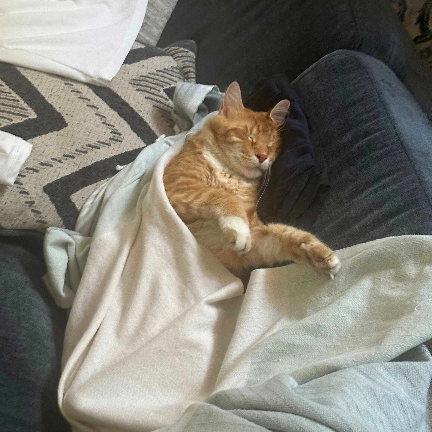 Stampy joined the competition — help win amazing prizes! animal, bed, bedroom, blanket, cat, clothing, couch, cushion, furniture, homedecor, indoors, kitten, linen, manx, pants, person, pet, pillow, quilt, sleeping