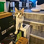 kitten, cat, living_room, boxes, stairs, furniture, technology, computer_parts, white_cat, curious, pet, indoor, flooring, chair, plant, relaxing, home_decor, cozy, animal, domestic