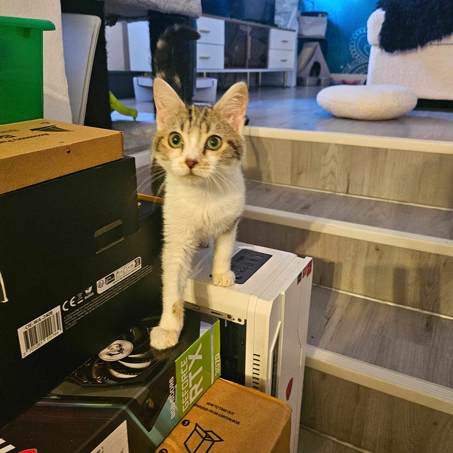 Mowgli participe au concours pour gagner de l'argent avec cette photo : animal, boxes, cat, chair, computer_parts, cozy, curious, domestic, flooring, furniture, home_decor, indoor, kitten, living_room, pet, plant, relaxing, stairs, technology, white_cat
