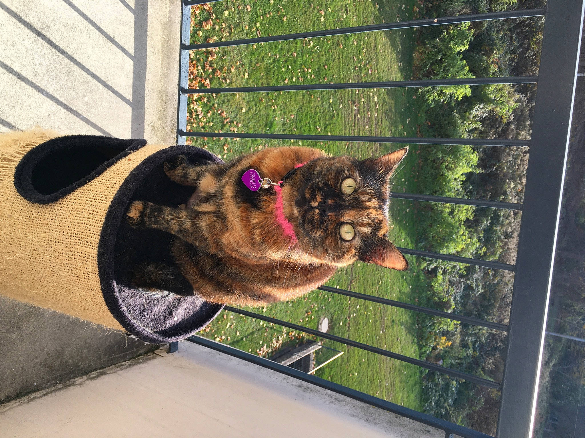Chanelle participe au concours pour gagner de l'argent avec cette photo : carnivore, cat, domestic_short_haired_cat, fawn, felidae, fence, fur, grass, mammal, mesh, pet_supply, plant, small_to_medium_sized_cats, snout, tail, tints_and_shades, vertebrate, whiskers, window, wood