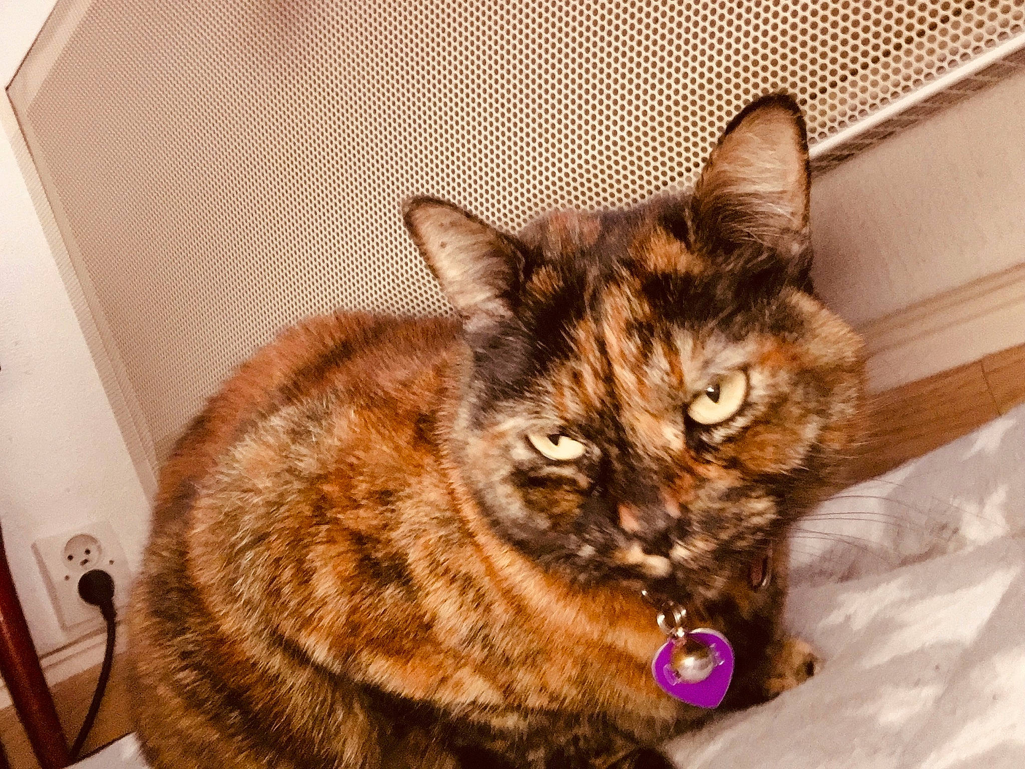 Chanelle a rejoint le concours — aidez-le/la à gagner de superbes lots ! art, box, carnivore, cat, claw, collar, domestic_short_haired_cat, fawn, felidae, fur, paw, small_to_medium_sized_cats, snout, tail, whiskers, wood