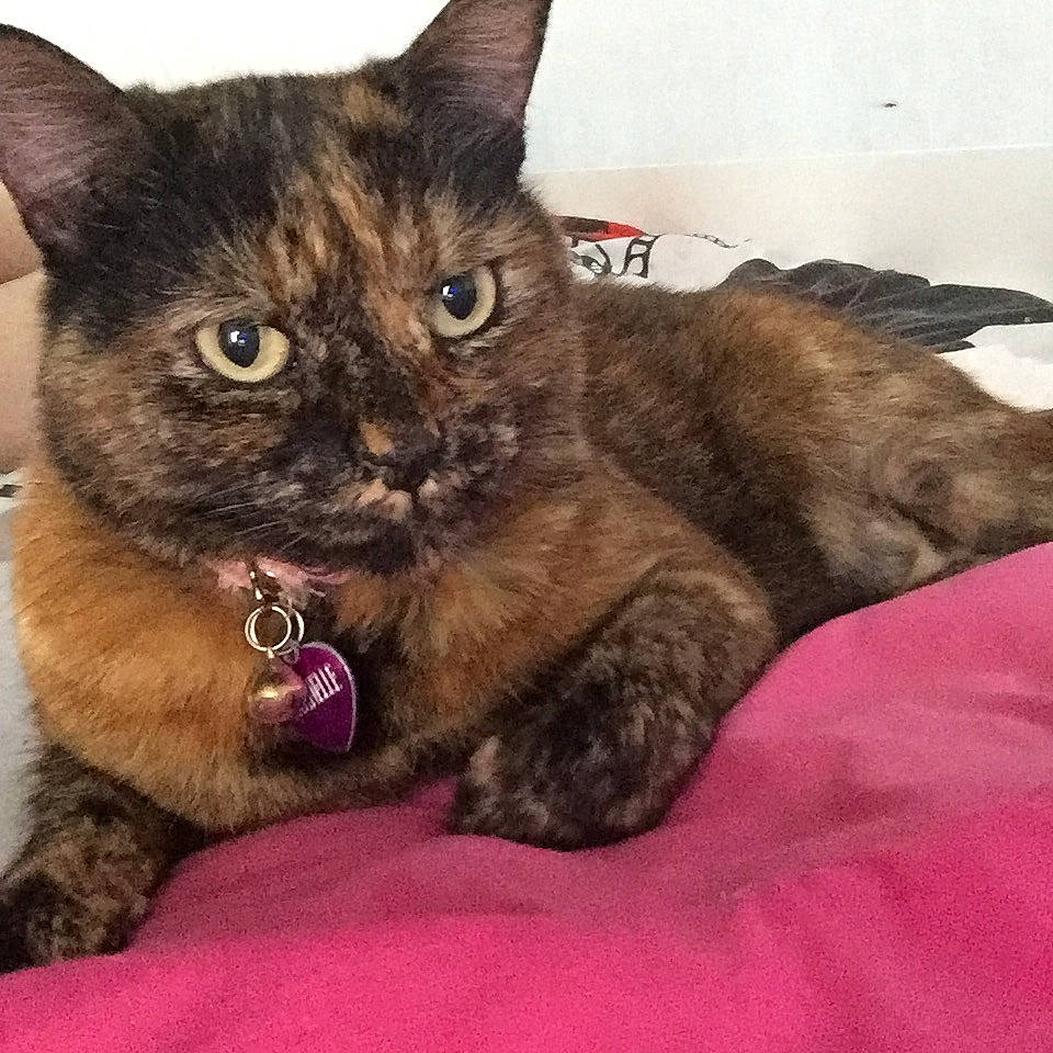 Chanelle participe au concours pour gagner de l'argent avec cette photo : carnivore, cat, claw, comfort, domestic_short_haired_cat, felidae, fur, paw, pet_supply, sitting, small_to_medium_sized_cats, snout, square, tail, whiskers