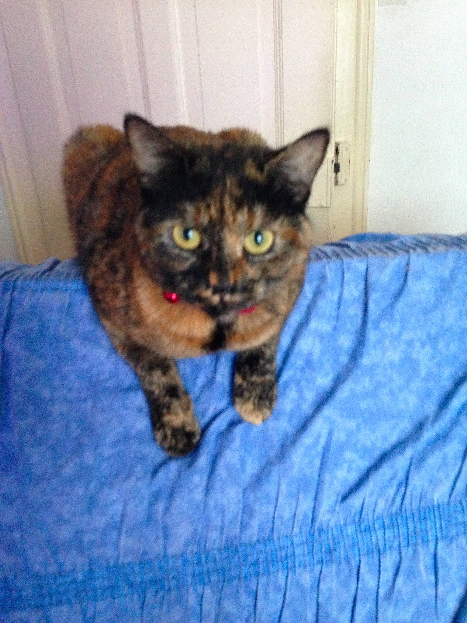 Chanelle a rejoint le concours — aidez-le/la à gagner de superbes lots ! carnivore, cat, cat_supply, claw, comfort, domestic_short_haired_cat, electric_blue, eye, felidae, fur, sitting, small_to_medium_sized_cats, snout, tail, terrestrial_animal, whiskers