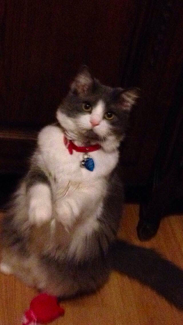 Filou participe au concours pour gagner de l'argent avec cette photo : art, british_longhair, carnivore, cat, claw, domestic_short_haired_cat, eye, felidae, flooring, fur, hardwood, paw, sitting, small_to_medium_sized_cats, tail, whiskers, wood