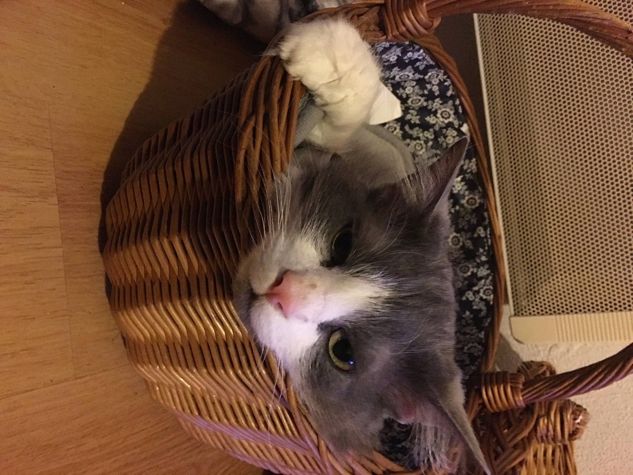 Filou a rejoint le concours — aidez-le/la à gagner de superbes lots ! animal_shelter, basket, cage, cardboard, carnivore, cat, cat_supply, comfort, domestic_short_haired_cat, felidae, fur, hardwood, pet_supply, small_to_medium_sized_cats, snout, whiskers, wood