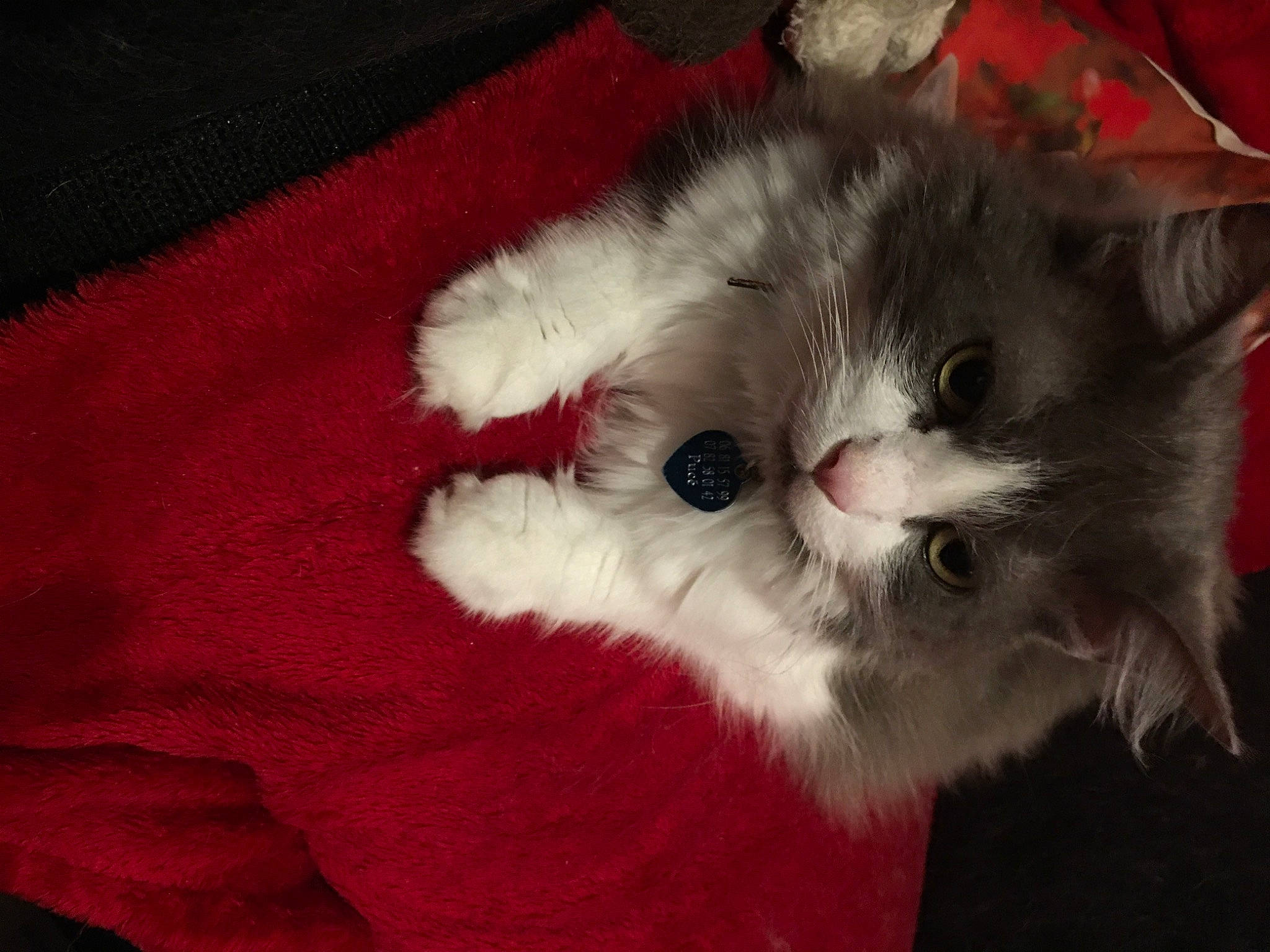 Filou participe au concours pour gagner de l'argent avec cette photo : carmine, carnivore, cat, claw, comfort, felidae, fur, paw, small_to_medium_sized_cats, tail, whiskers