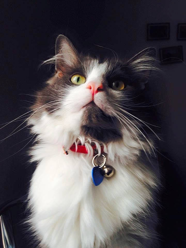 Filou a rejoint le concours — aidez-le/la à gagner de superbes lots ! carnivore, cat, felidae, formal_wear, fur, small_to_medium_sized_cats, snout, staple_food, tail, whiskers