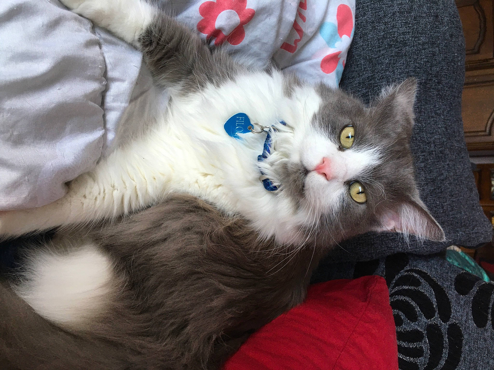 Filou a rejoint le concours — aidez-le/la à gagner de superbes lots ! carnivore, cat, cat_toy, claw, comfort, domestic_short_haired_cat, felidae, fur, grey, paw, small_to_medium_sized_cats, snout, tail, whiskers