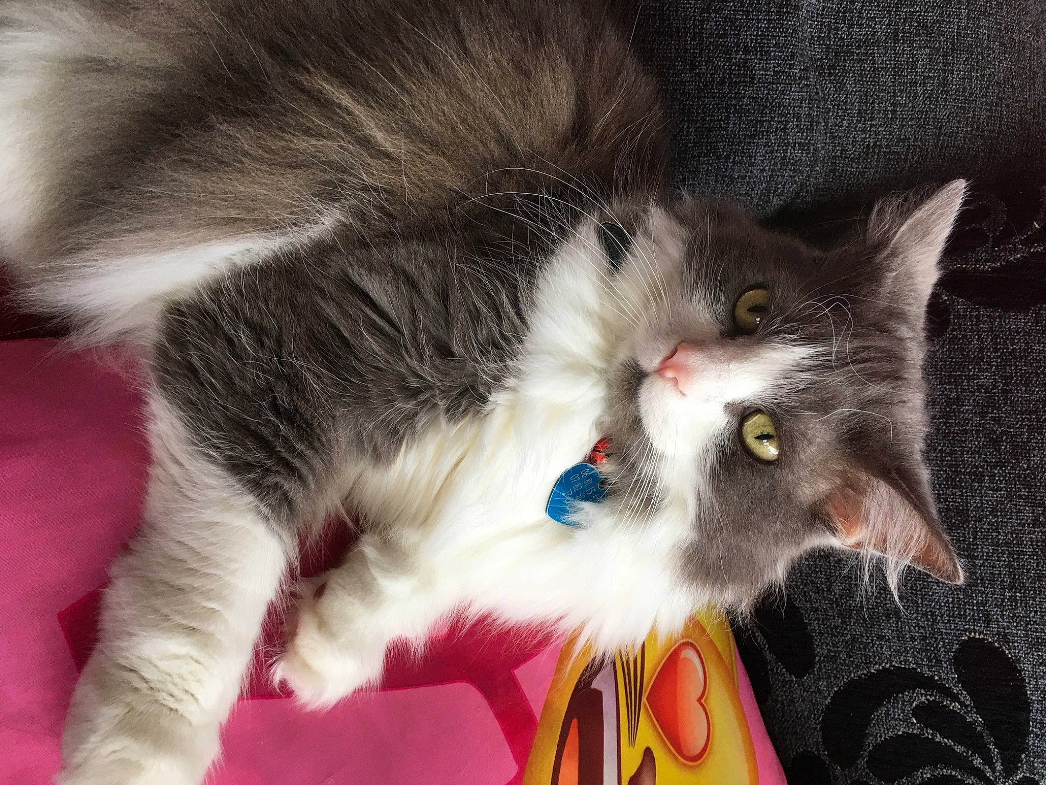 Filou a rejoint le concours — aidez-le/la à gagner de superbes lots ! box, carnivore, cat, cat_toy, claw, domestic_short_haired_cat, eye, fang, felidae, foot, fur, lap, paw, small_to_medium_sized_cats, snout, tail, whiskers