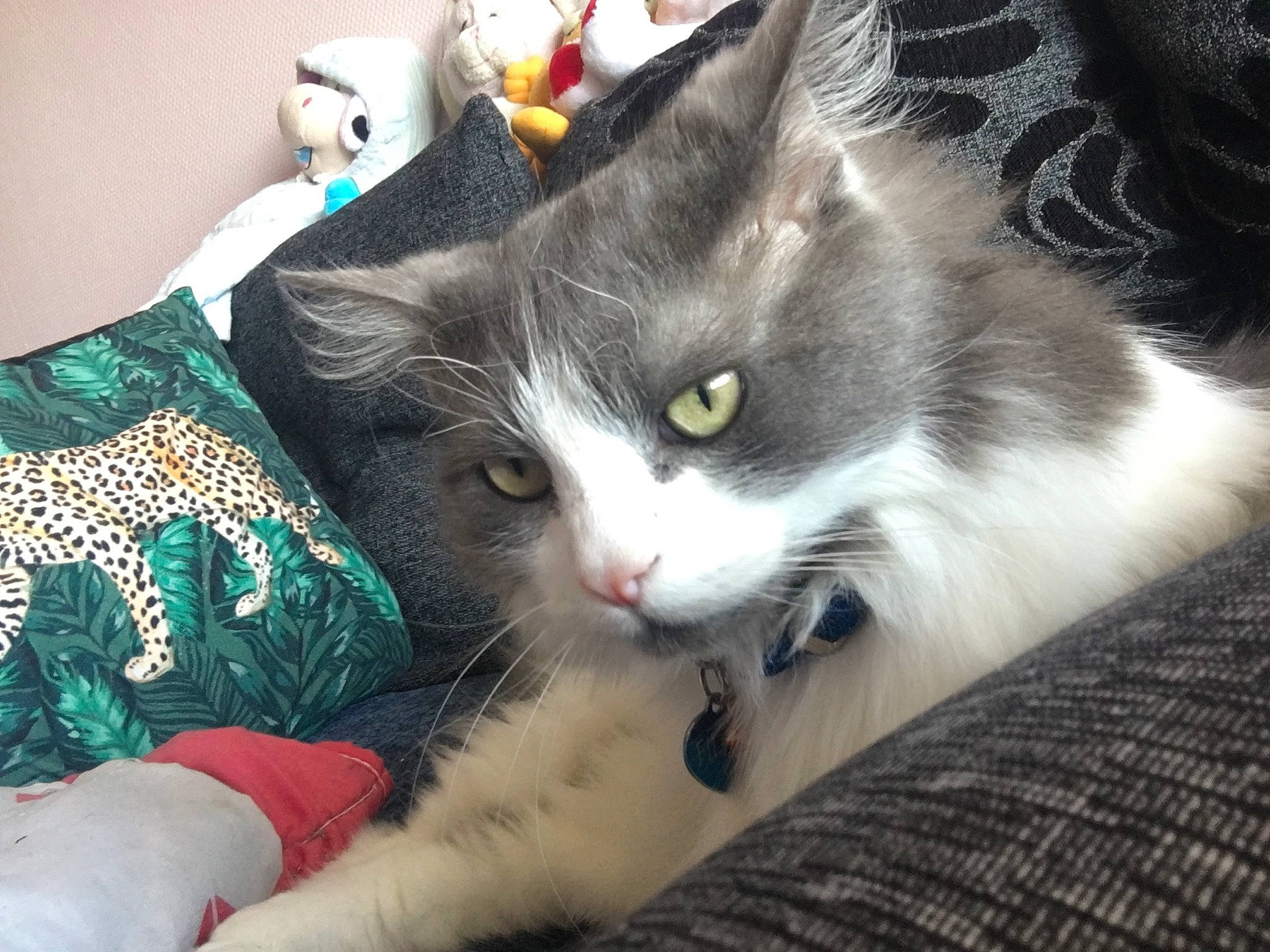 Filou a rejoint le concours — aidez-le/la à gagner de superbes lots ! carnivore, cat, cat_supply, claw, comfort, domestic_short_haired_cat, felidae, fur, lap, paw, small_to_medium_sized_cats, snout, tail, whiskers