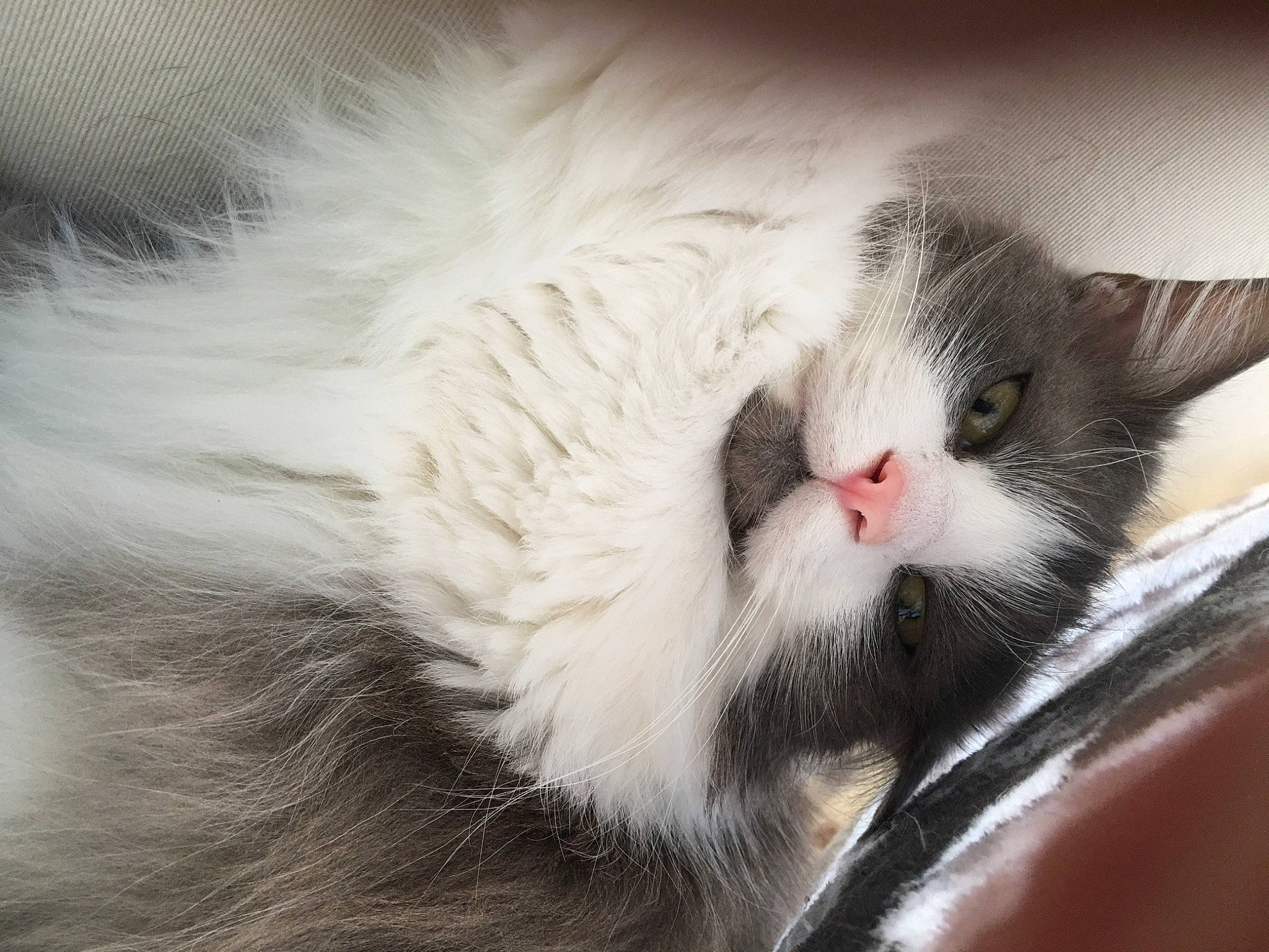 Filou participe au concours pour gagner de l'argent avec cette photo : carnivore, cat, claw, comfort, domestic_short_haired_cat, felidae, fur, nap, paw, sleep, small_to_medium_sized_cats, tail, whiskers