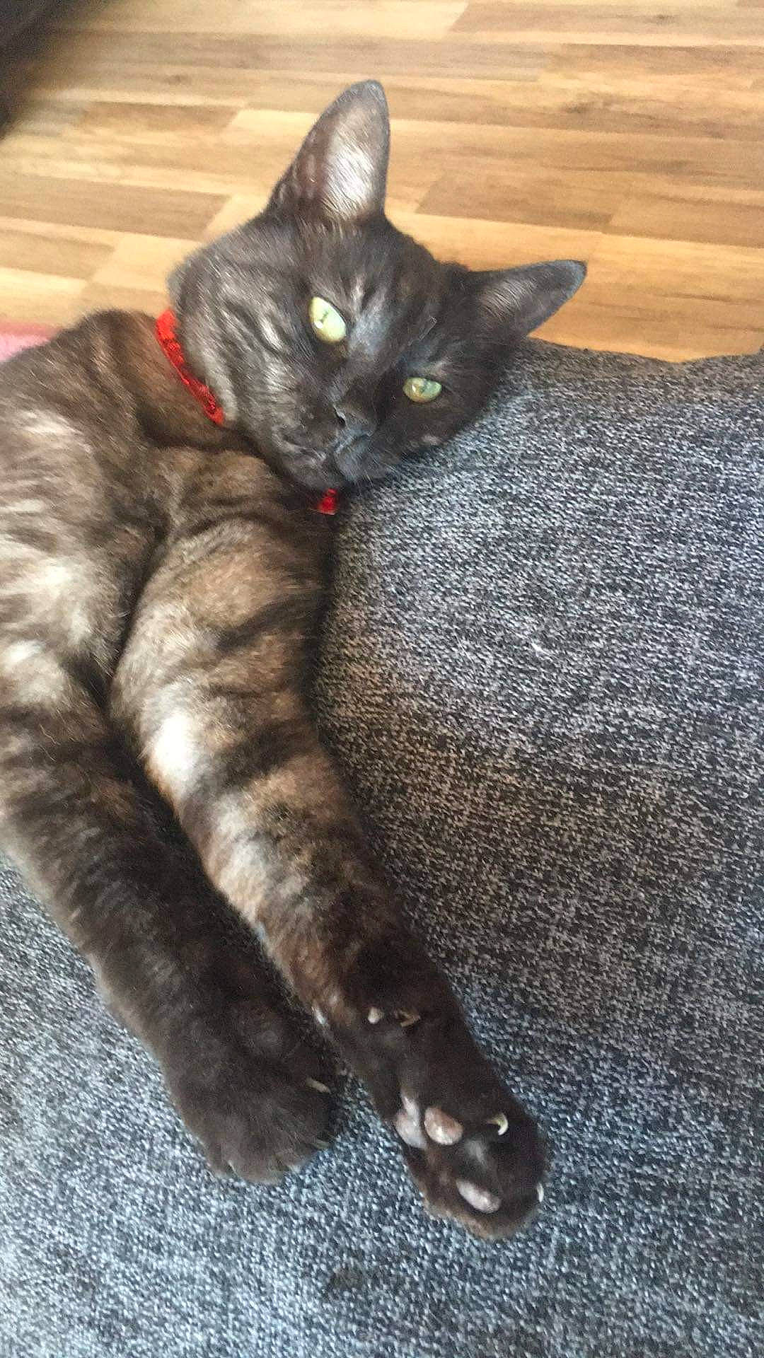 Zorro participe au concours pour gagner de l'argent avec cette photo : black_cat, carnivore, cat, claw, comfort, couch, domestic_short_haired_cat, felidae, foot, fur, grey, human_leg, nap, paw, sitting, small_to_medium_sized_cats, snout, tail, whiskers