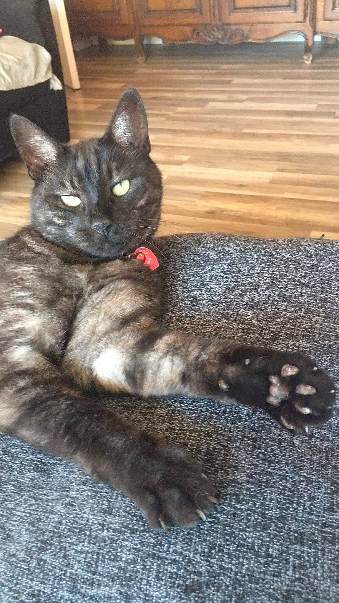 Zorro a rejoint le concours — aidez-le/la à gagner de superbes lots ! black_cat, carnivore, cat, claw, comfort, domestic_short_haired_cat, eye, felidae, foot, fur, grey, iris, leg, paw, sitting, small_to_medium_sized_cats, snout, tail, terrestrial_animal, whiskers