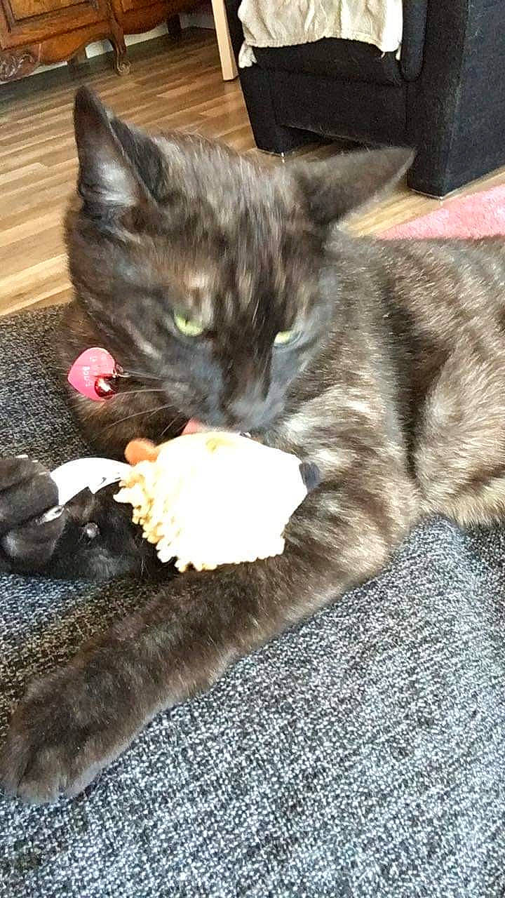 Zorro participe au concours pour gagner de l'argent avec cette photo : black_cat, canidae, carnivore, cat, claw, comfort, domestic_short_haired_cat, felidae, flooring, fur, grey, nap, paw, plant, sitting, sleep, small_to_medium_sized_cats, snout, tail, whiskers