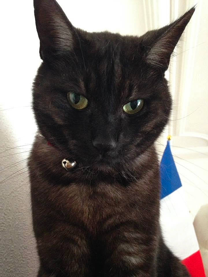 Zorro participe au concours pour gagner de l'argent avec cette photo : black_cat, bombay, carnivore, cat, cat_furniture, claw, domestic_short_haired_cat, electric_blue, eye, felidae, fur, havana_brown, head, iris, pet_supply, small_to_medium_sized_cats, snout, tail, terrestrial_animal, whiskers