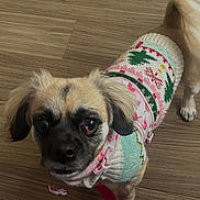 Daisy is registered to the contest to win money with this photo: animal, battery_icon, clothing, companion, cute, date_display, dog, indoor, knitted_sweater, leash, looking_up, person_feet, pet, phone_ui, red_leash, screenshot, shoes, small_dog, time_display, wooden_floor