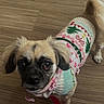 animal, battery_icon, clothing, companion, cute, date_display, dog, indoor, knitted_sweater, leash, looking_up, person_feet, pet, phone_ui, red_leash, screenshot, shoes, small_dog, time_display, wooden_floor