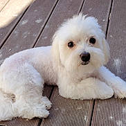 Alf participe au concours pour gagner de l'argent avec cette photo : dog, white_dog, fluffy, pet, outdoor, wooden_deck, laying_down, cute, animal, fur, small_dog, portrait, looking_at_camera, companion, domestic_animal, paws, relaxed, friendly, canine, adorable