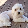 dog, white_dog, fluffy, pet, outdoor, wooden_deck, laying_down, cute, animal, fur, small_dog, portrait, looking_at_camera, companion, domestic_animal, paws, relaxed, friendly, canine, adorable