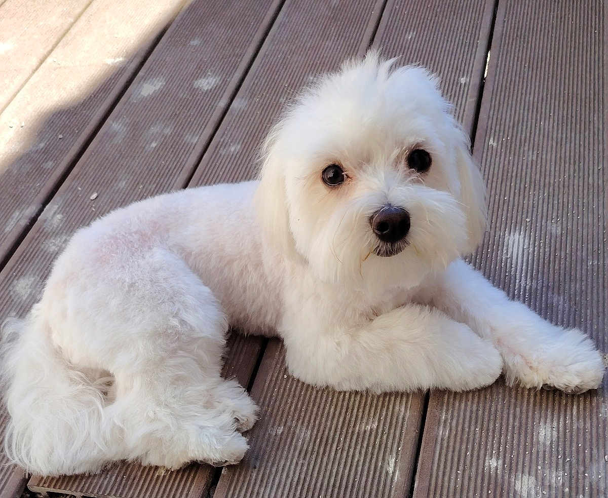 Alf participe au concours pour gagner de l'argent avec cette photo : dog, white_dog, fluffy, pet, outdoor, wooden_deck, laying_down, cute, animal, fur, small_dog, portrait, looking_at_camera, companion, domestic_animal, paws, relaxed, friendly, canine, adorable