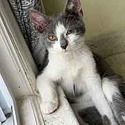 Michu is registered to the contest to win money with this photo: cat, kitten, gray_and_white, windowsill, curtain, cozy, indoor, pet, resting, feline, young_animal, golden_eyes, whiskers, soft_bed, relaxed, close_up, cute, animal_portrait, fur, paw