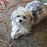 dog, carpet, rawhide_chews, pet, fluffy, white, gray, lying_down, indoor, chewing, cute, small_dog, fur, animal, companion, relaxed, playful, household, front_paws, looking_up